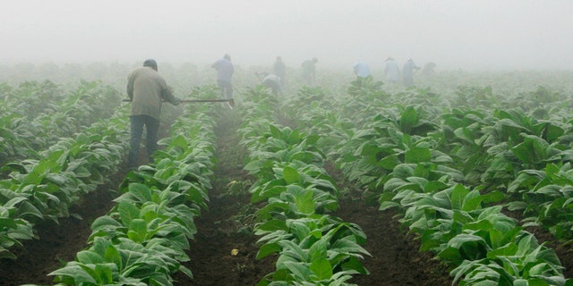 Farm workers make their way across a field shrouded in fog as they hoe weeds from a tobacco crop near Warsaw, Ky.,