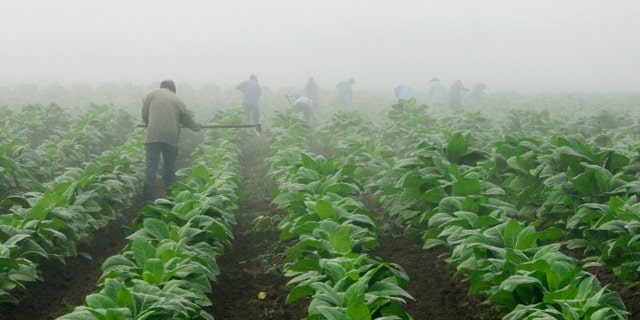 FILE - Farm workers make their way across a field shrouded in fog as they hoe weeds from a burley tobacco crop near Warsaw, Ky., early in this Thursday, July 10, 2008 file photo. You may have to be at least 18 to buy cigarettes in the U.S., but children as young as 7 are working long hours in fields harvesting nicotine- and pesticide-laced tobacco leaves under sometimes hazardous and sweltering conditions, according to a report released Wednesday May 14, 2014 by Human Rights Watch. (AP Photo/Ed Reinke, File)