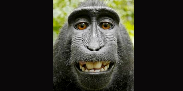 A settlement was made Monday in federal appeals court about a lawsuit over who owns the copyright to selfie photographs taken by a monkey.