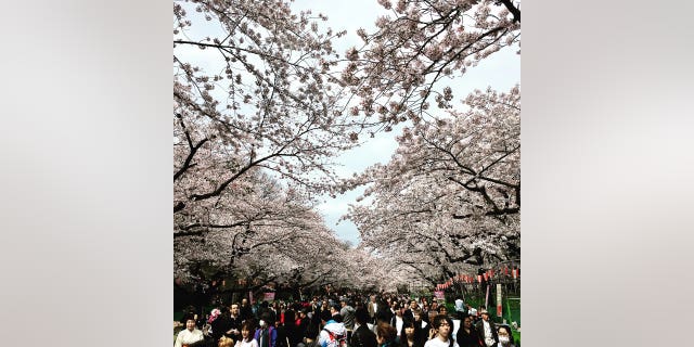 The cherry blossoms at Ueno Park are a sight to see — just make sure you get there at the right time of year.
