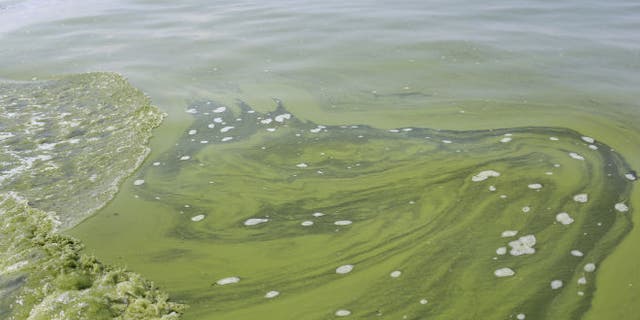 Algae is seen near the City of Toledo water intake crib, Sunday, Aug. 3, 2014, in Lake Erie, about 2.5 miles off the shore of Curtice, Ohio. (AP Photo/Haraz N. Ghanbari)