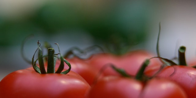LONDON, ENGLAND - OCTOBER 06: A tomato on display during the RHS (Royal Horticultural Society) London Harvest Festival Show at RHS Lindley Halls on October 6, 2015 in London, England. The traditional harvest themed show runs October 6-7 and showcases a wide range of late summer grown fruit and vegetables. (Photo by Ben Pruchnie/Getty Images)