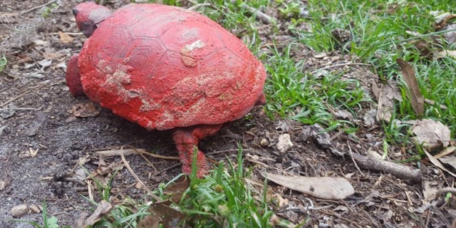 Volunteers have been able to get the tortoise about 70 percent cleaned since finding it this week.