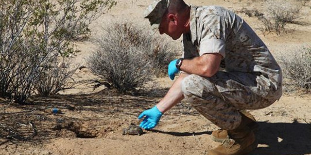 The Marines have tried to co-exist with the tortoises, but have had mixed results.