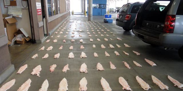 This March 2013 image provided by the U.S. attorney's Office shows Totoaba bladders displayed at a U.S. border crossing in downtown Calexico, Mexico.