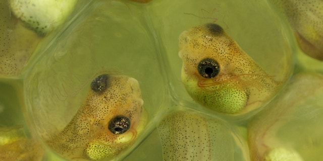 Red-eyed tree frog embryos are capable of hatching prematurely if necessary. Otherwise, they continue to develop in safety, in their eggs.