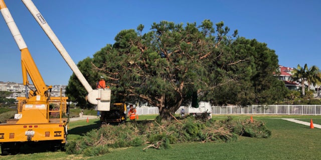 Workers stumbled upon the tri-level tree house in Dana Point, California while trimming the tree.