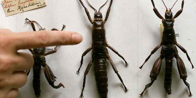 File photo - An Australian Museum scientist points to the female (L) and male 80-year-old Lord Howe Island Phasmid Dryoccelus Australis stick insect specimens in Sydney Feb. 14, 2001. (Reuters)