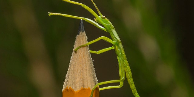 One of the newly-hatched tree lobster stick insects (Ken Bohn, San Diego Zoo).