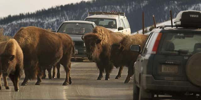 It's okay to stay in the car if you see a herd of bison coming your way.