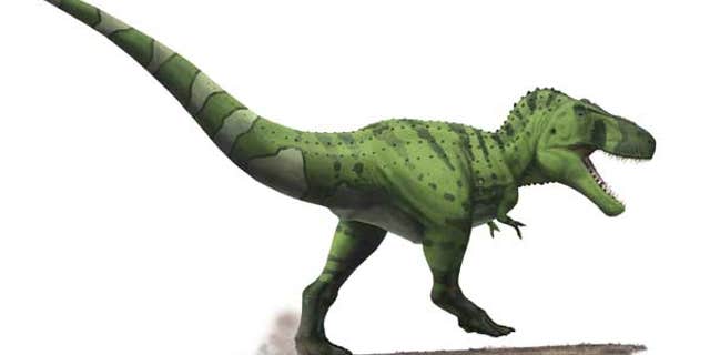 Here a fleshed-out reconstruction of the meat-eater T. rex reveals its bulky rear end and tail muscles