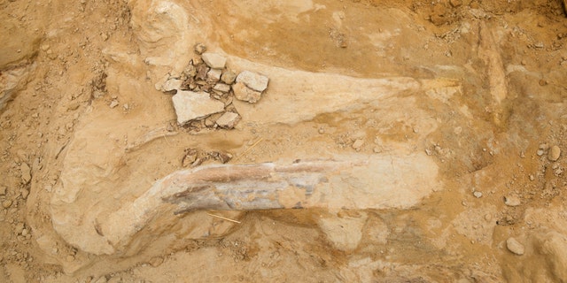 Triceratops in Thorton