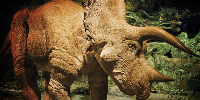 A 20-foot tall animatronic Triceratops.