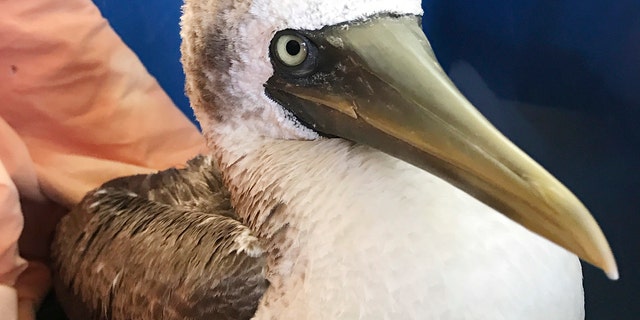 This Sept. 26, 2017, file photo, photo provided by Wild Care, Inc., shows a masked booby, a tropical seabird rescued from a Cape Cod beach, at the organization's wildlife rehabilitation facility in Eastham, Mass.