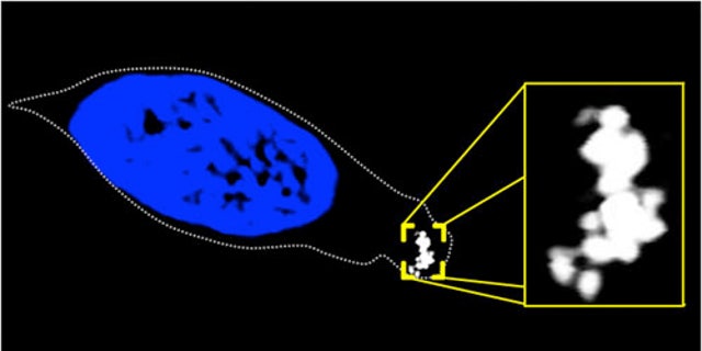 Confocal microscopy image of a cell from the nasal passage of a trout. The outline of the cell is indicated by a dotted line, the blue area is the nucleus, and the white substance highlighted in the yellow box is a clump of magnetite crystals, which rotate the cell one way or the other in the presence of a magnetic field.