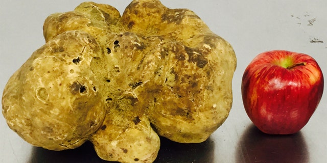 The record-setting 4.16-pound white truffle was found last week in Umbria, Italy and is scheduled to go on the auction block in New York on Saturday, December 6.