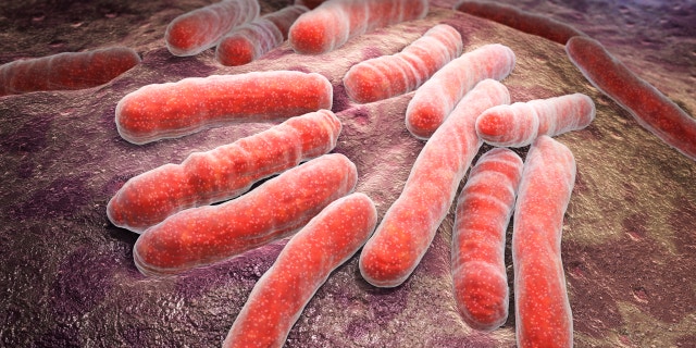 Mycobacterium tuberculosis is a pathogenic bacterial species in the family Mycobacteriaceae and the causative agent of most cases of tuberculosis