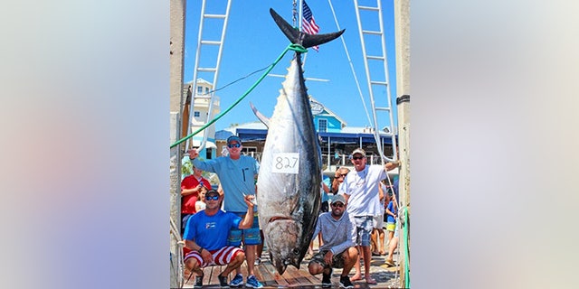 The bluefin, which was caught in May 2017, weighed 826-pounds and 8-ounces.