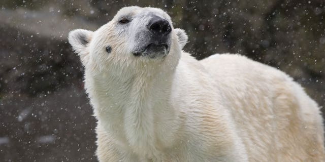 Tundra, 26, was born and raised at the Bronx Zoo.
