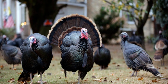 Urban Turkeys
