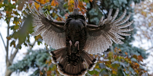 91283d29-Urban Turkeys