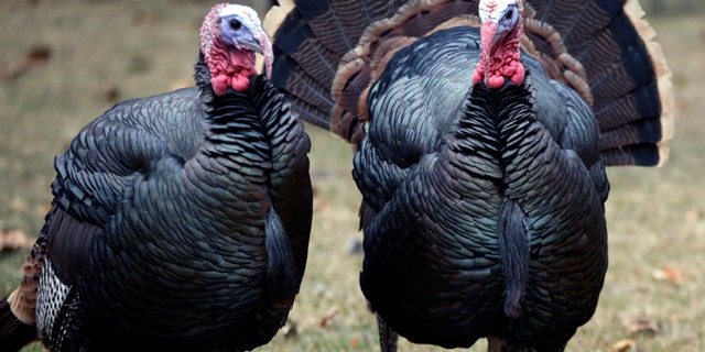 7bd54880-Urban Turkeys