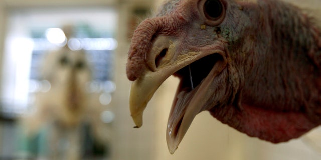 A turkey is seen at a slaughter house in Dabas, 35 km (22 miles) south of Budapest, February 13, 2007. Hungary's animal health authorities have found no evidence that could show poultry or poultry products from Hungary could have transmitted the H5N1 bird flu virus to Britain, Chief Veterinarian Miklos Suth said.