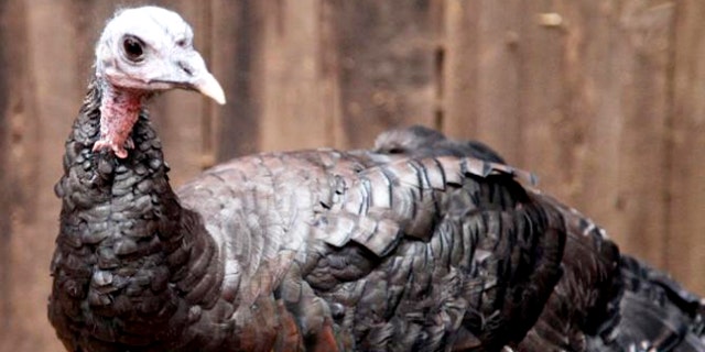 Dogs, horses, pigs and --yes--turkeys are used as emotional support animals on flights.
