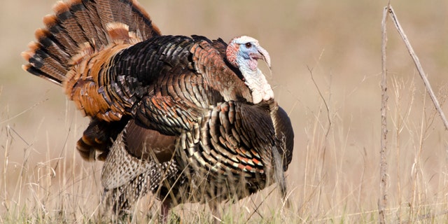 The men had been out hunting turkeys.