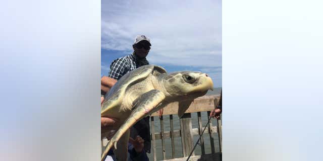 The turtle, which measured 26-inches in length, was released after it was caught.