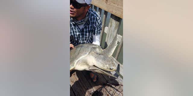 Amann accidentally caught the Kemp's ridley sea turtle — the most endangered of all sea turtles — on Monday.