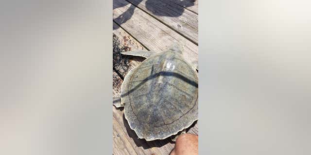 The population declined mainly due to human activity, namely the “direct harvest of adults and eggs and incidental capture in commercial fishing operations,” according to the North Florida Ecological Services Office