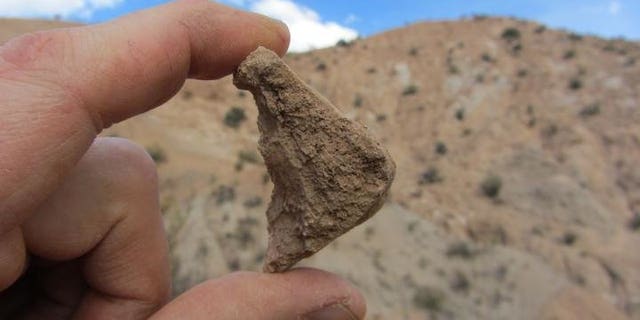 The fossil shell from an extinct tortoise of the genus Chelonoidis, found near Quebrada Honda, Bolivia, is among the fossils suggesting the Altiplano was less than a kilometer in altitude 13 million years ago. (Darin Croft)