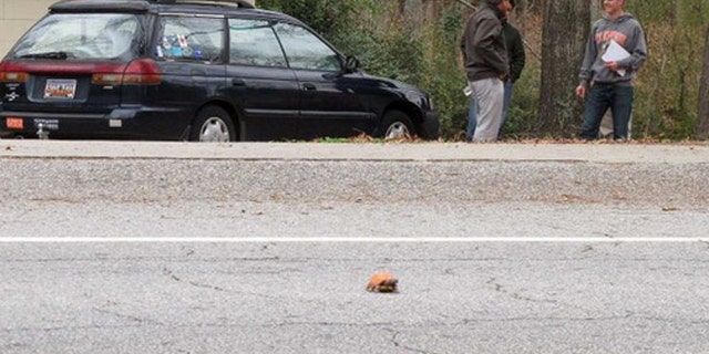 Clemson University student Nathan Weaver, right, talks with his professor, Rob Baldwin, left, as they wait to see if a fake turtle he is using in his research is run over in a road near Clemson, S.C.