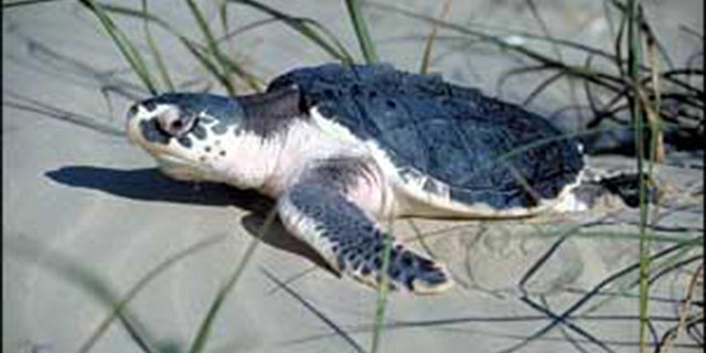 The Kemp's Ridley sea turtle is the most endangered of all sea turtles, according to the World Wildlife Fund.