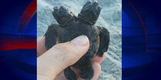 A marine research group found a turtle with two heads in Florida last week.