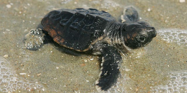 Sandy's surge disturbed baby sea turtle boom | Fox News