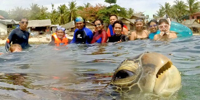 Green sea turtles, which are endangered, are one of the largest sea turtles and are named for the greenish color of their cartilage and fat, not their shells.