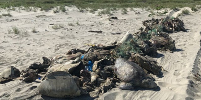 The turtle carcasses were brought ashore and buried in two pits (PROFEPA)