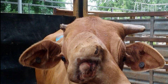 There's nothing wrong with the cow, at least from the neck down, say its former owners. (Twitter)