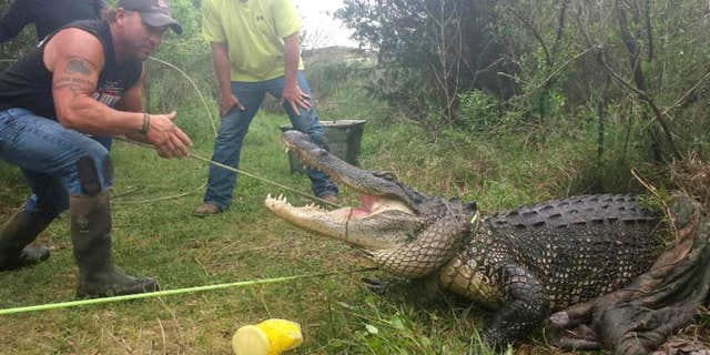 April 6, 2015: In this photo provided by Gary Saurage, Saurage stands near an alligator safely hauled out of a rural pond in Grove, Texas.