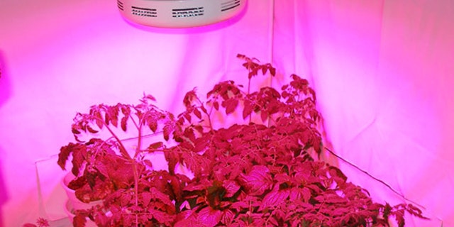 Sunshine Systems GrowUFO LED Lamp