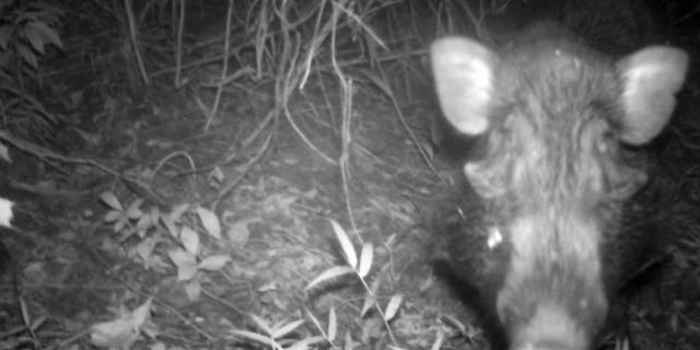 A Javan warty pig, a species dubbed the 'world's ugliest pig,' has been caught on camera in the wild for the first time (Act for Wildlife/Chester Zoo)