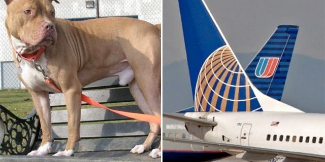 what dog breeds are banned on united airlines