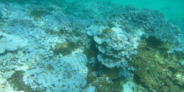 Extensive stand of severely bleached coral at Lisianski Island in the Papahanaumokuakea Marine National Monument in Hawaii, documented during an August 2014 NOAA research mission. (NOAA)