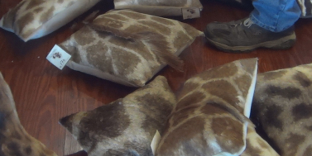 Pillows made of giraffe-hide were photographed as being for sale at the African Market's Trophy Room Collection in Myakka, Florida.