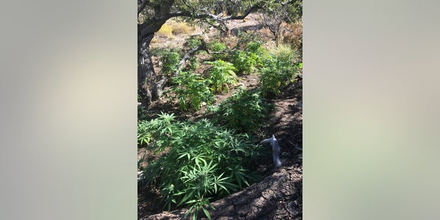 Three large plots of marijuana plants were discovered in the national forest.
