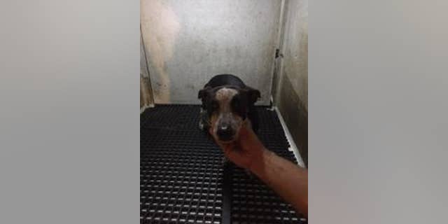 Qu allegedly poured boiling water on the dog several times Tuesday night, police said