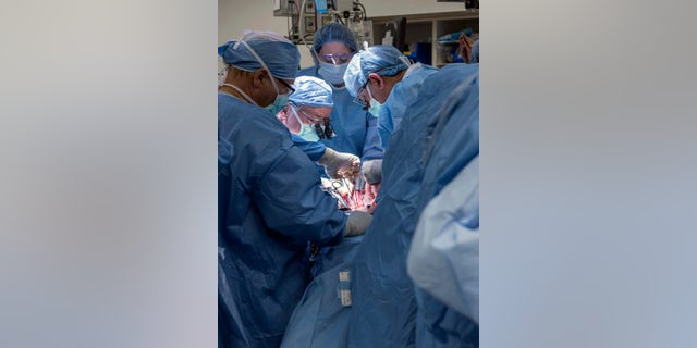 Ffeb. 24, 2016: In this photo provided by Cleveland Clinic Center, a team of Cleveland Clinic transplant surgeons and gynecological surgeons perform the nation's first uterus transplant during a nine-hour surgery in Cleveland. (Cleveland Clinic Center via AP)
