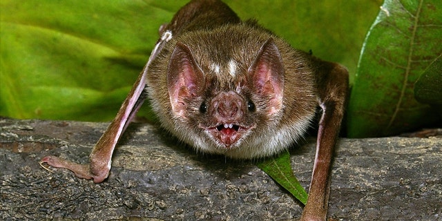 Morcego Vampiro De todos os animais vampiros, o morcego vampiro é provavelmente o mais conhecido.  Embora a mordida não seja perigosa, o morcego pode ser portador de raiva, o que pode representar um sério problema de saúde – até mesmo a morte.